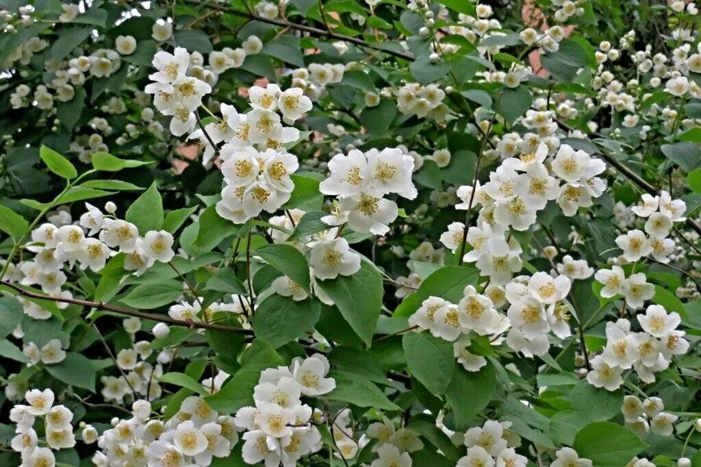 Чубушник эверест. Чубушник махровый зимостойкий. Чем отличается чубушник от жасмина. Чем отличается чубушник от жасмина. Чубушник махровый зимостойкий.