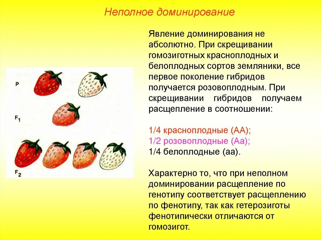 Форма чашечки у земляники. Неполное взаимодействие генов. Неполное доминирование. Задачи на неполное доминирование. Анализирующее скрещивание при неполном доминировании.