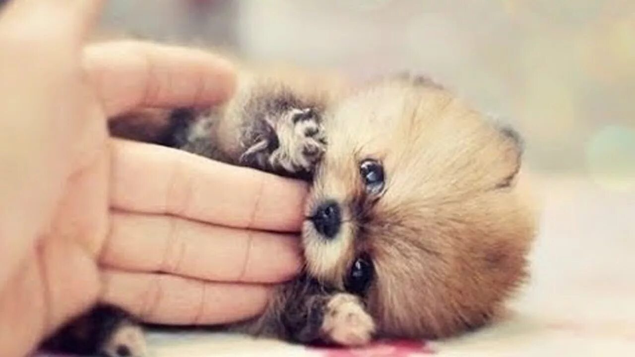 милые крольчата. карликовый кускус животное. карликовый хомяк джунгарский. карликовая обезьянка игрунка. крошечный хороший.