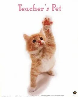 My pet teacher