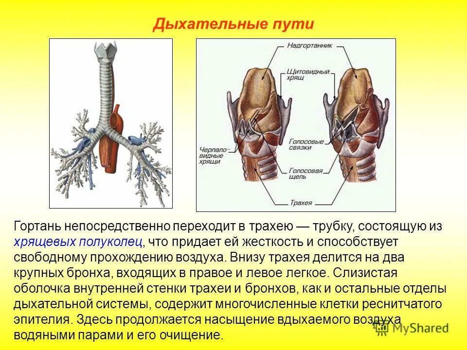Не пропускает пищу в гортань ответ