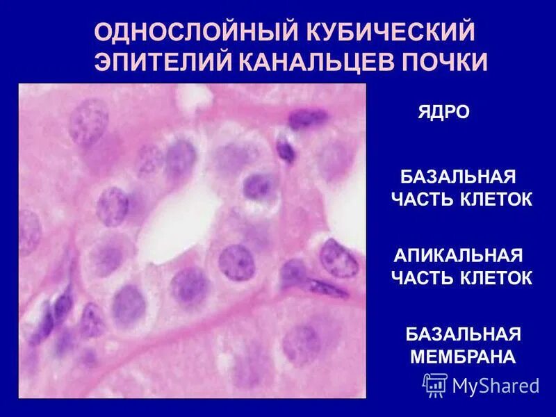 Неклеточные структуры гистология. Неклеточные структуры тканей гистология. Микроворсинки на апикальной поверхности клетки. Неклеточные структуры клетки гистология. Неклеточные структуры клетки гистология.