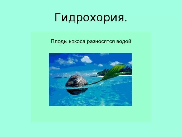 Гидрохория это в биологии. Гидрохория это в биологии. Гидрохория. Семена распространяемые водой. Растения распространяющиеся водой.