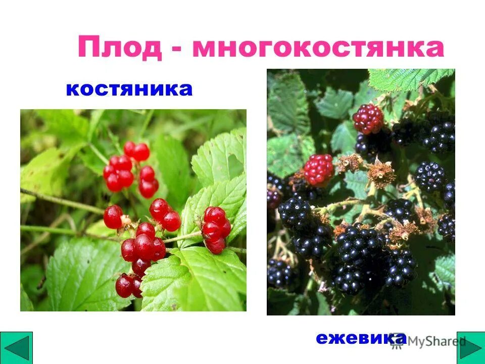 растения мещеры. ежевика семейство розоцветные. Rubus trivialis. пищевые розоцветные. рубус цветение.