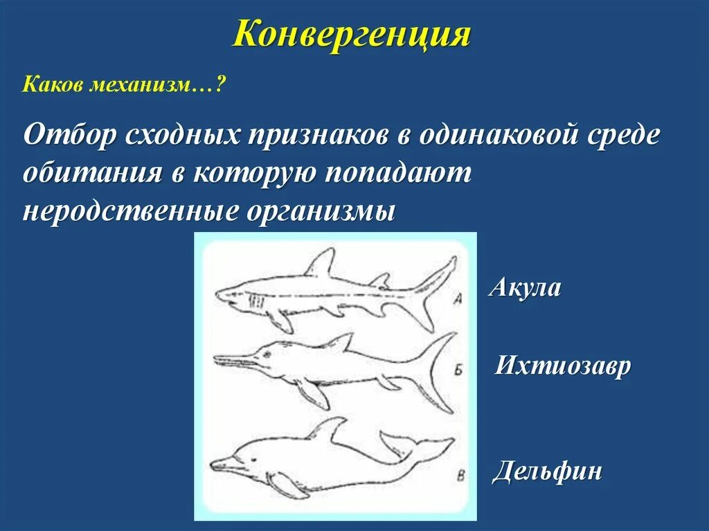 Акула Ихтиозавр Дельфин. Конвергенция. Механизм конвергенции. Дивергенция конвергенция параллелизм.