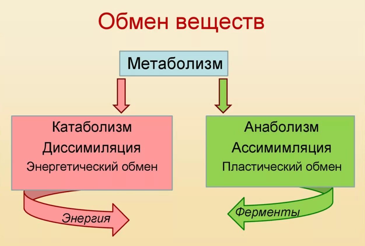 Обмен веществ метаболизм. Схема обмена веществ анаболизм катаболизм. Обмен веществ это процесс. Чтоттвкое обмен веществ. Метаболизм это простыми словами у женщин