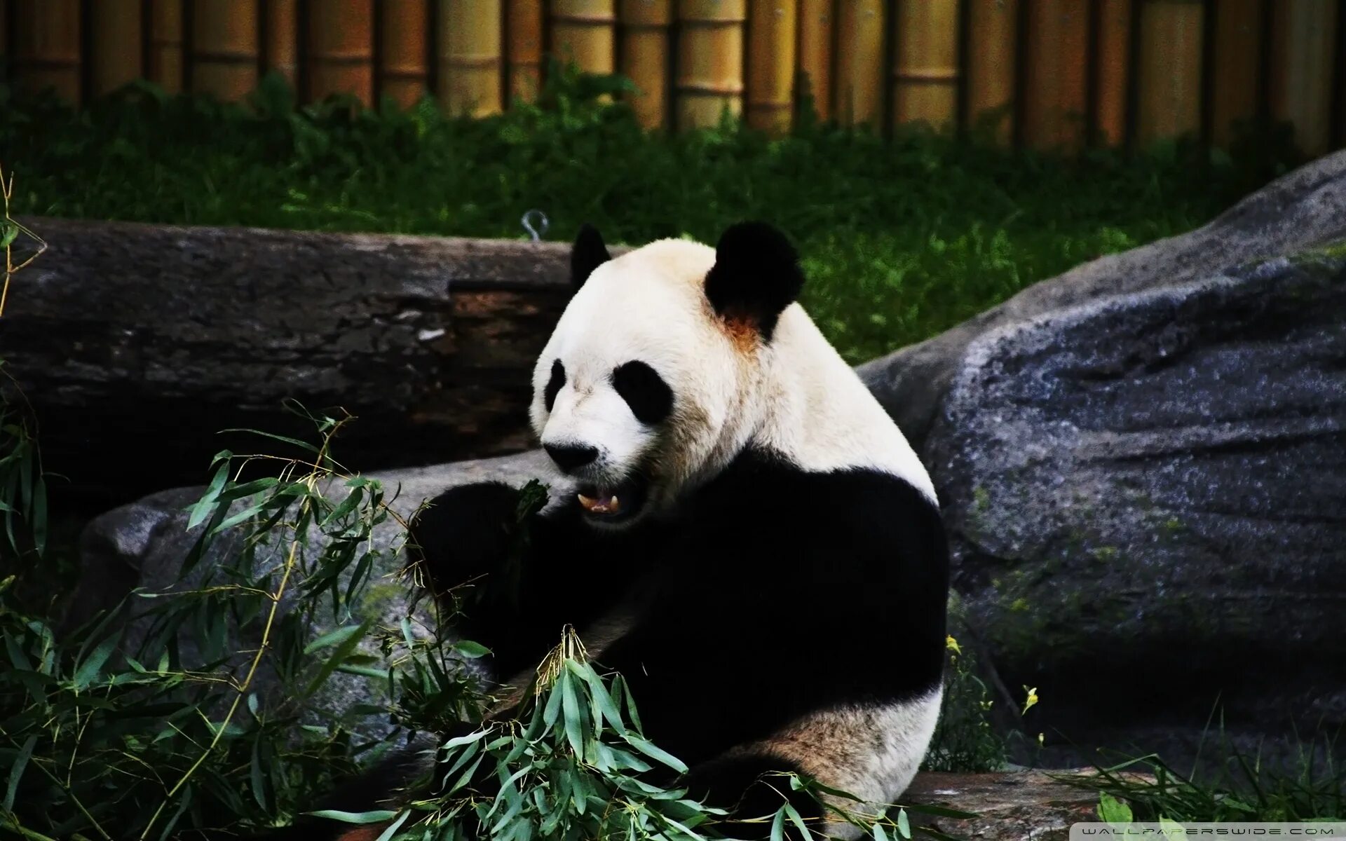 Pandas download