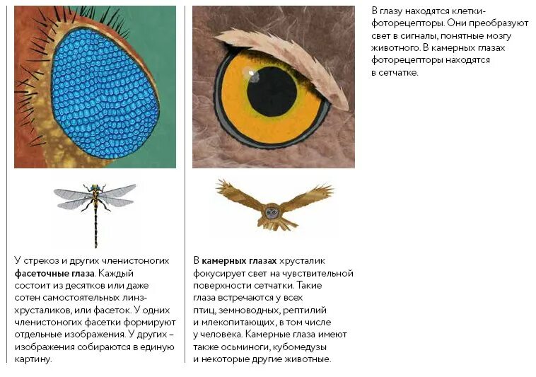 История глазок. Виды зрения у животных. Типы глаз животных. Глаза камерного типа. Глаза беспозвоночных.