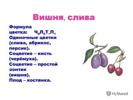 Формула персика