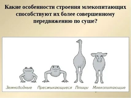 Особенности строения и жизнедеятельности млекопитающих