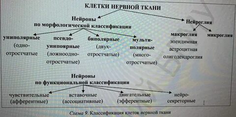 Морфофункциональная характеристика тканей