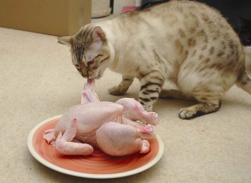 Кормить кота курицей
