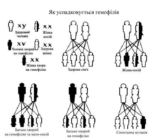 Схема наследования гемофилии. Схема наследования гемофилии у человека. Генотип человека больного гемофилией обозначают. Гемофилия обозначение в генетике. Степени гемофилии