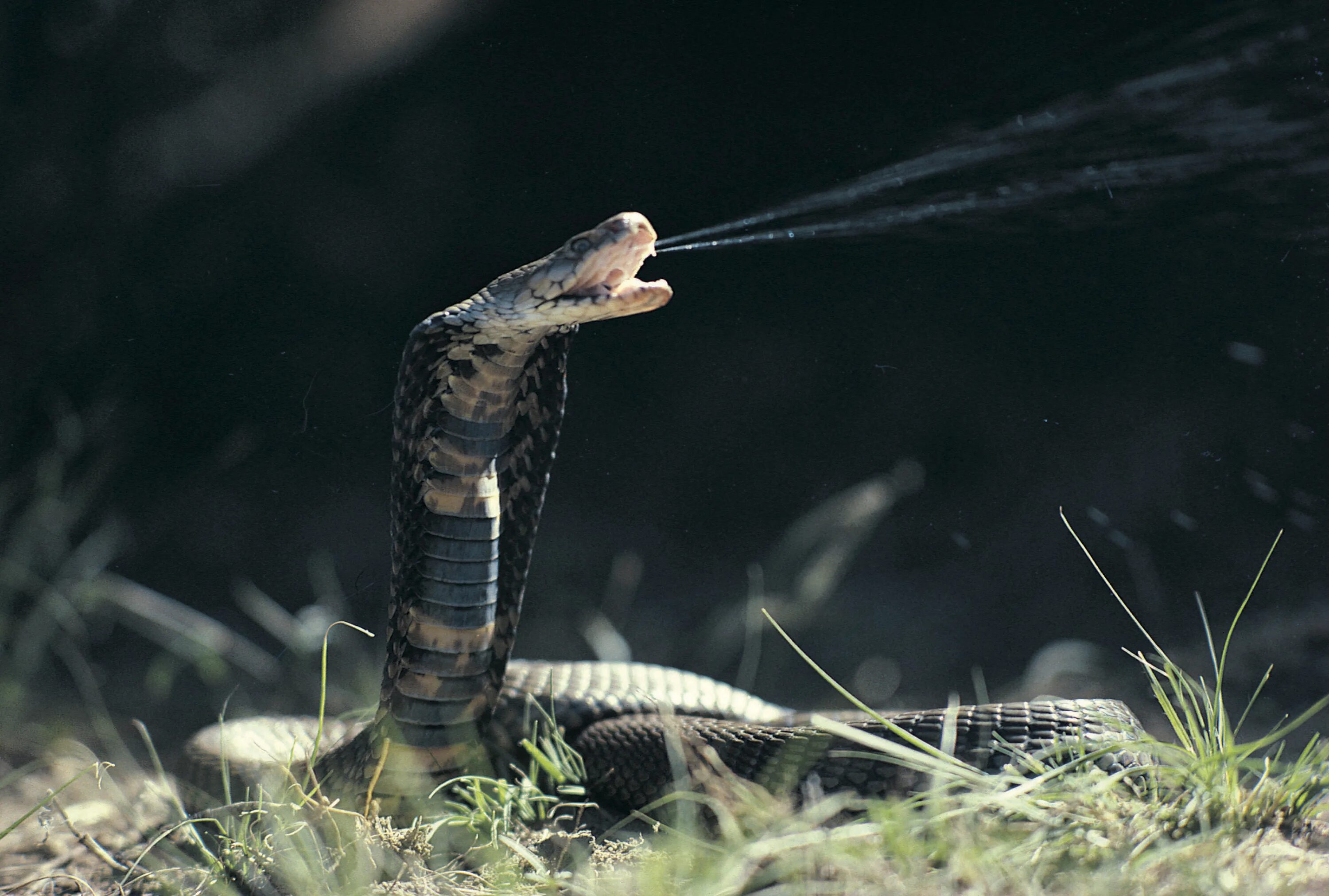 Snakes are dangerous. Королевская Кобра плюется ядом. Ошейниковая Кобра. Мозамбикская плюющаяся Кобра. Яд королевской кобры.