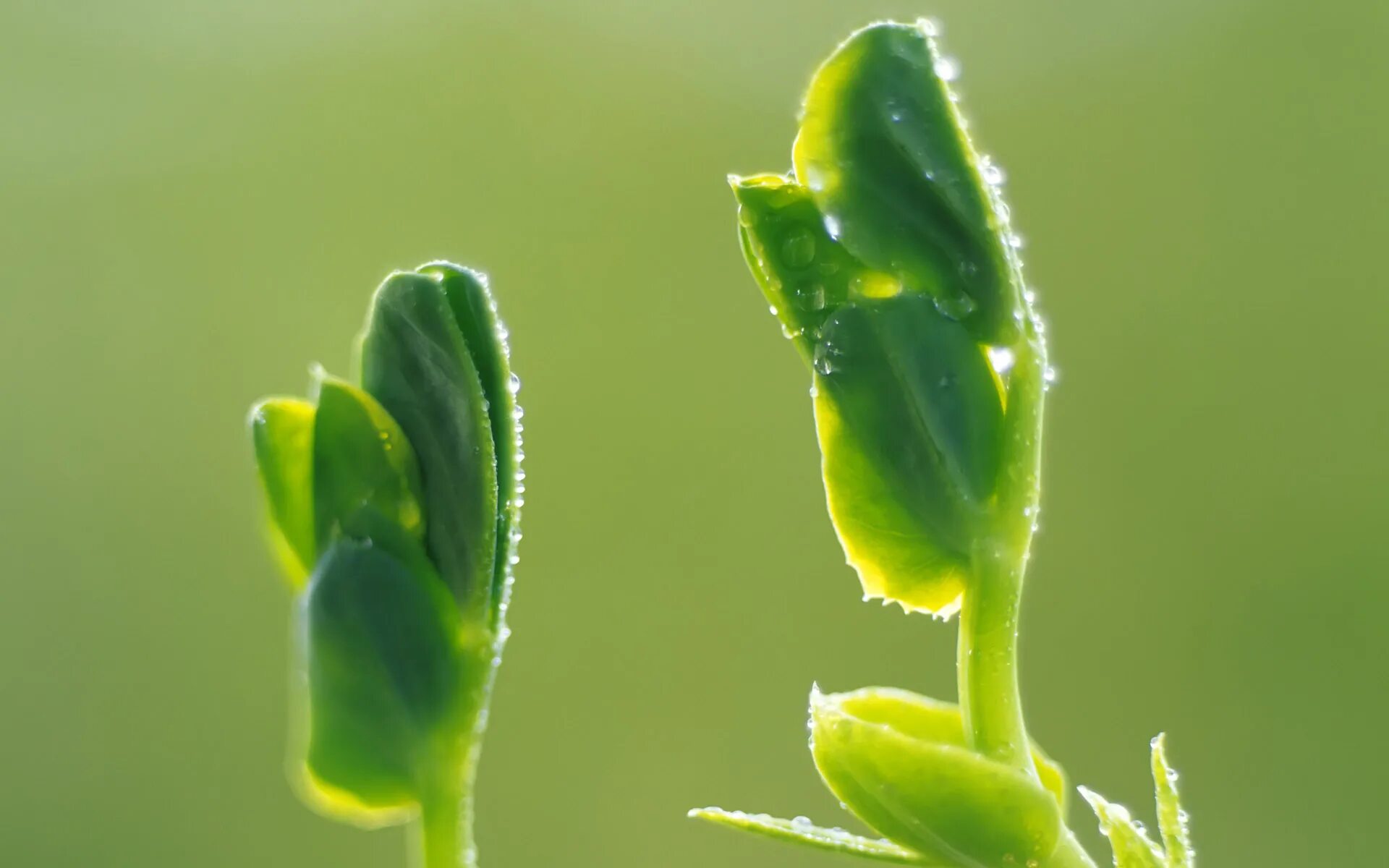 Plant video. Зеленые растения автотрофы. Первые цветы зеленые. Проросшее семя. Жизнь растений..