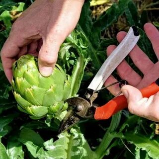 Как вырастить артишоки в средней полосе