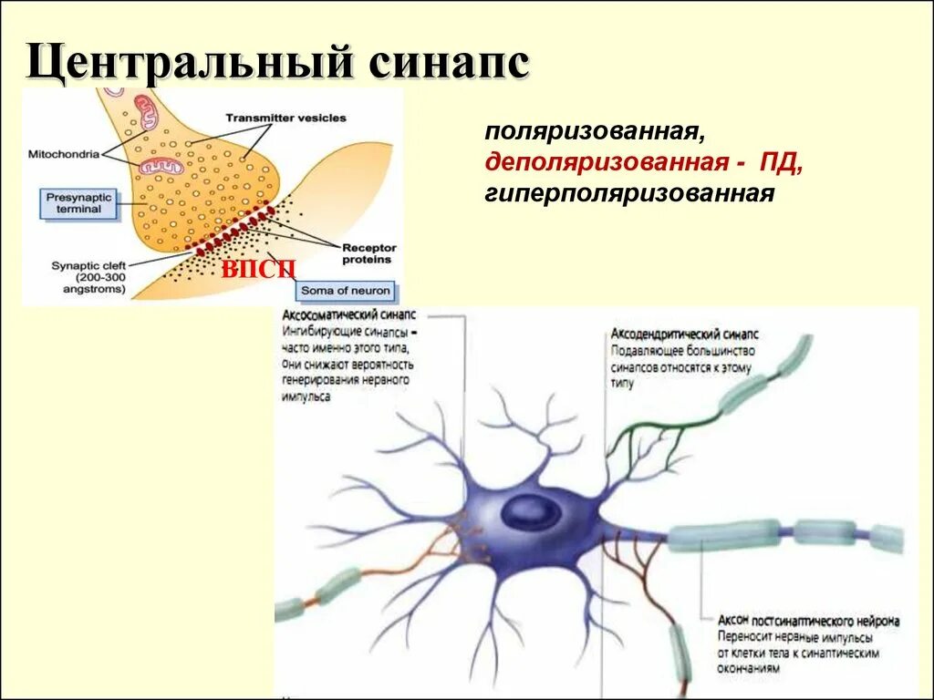Соединение синапсов