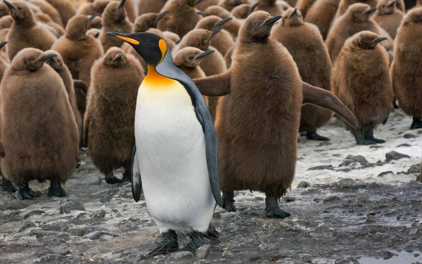 Королевский Пингвин Aptenodytes patagonicus. Детёныш королевского пингвина. Птенец королевского пингвина. Королевский Пингвин маленький. Какие красивые золотистые пингвины