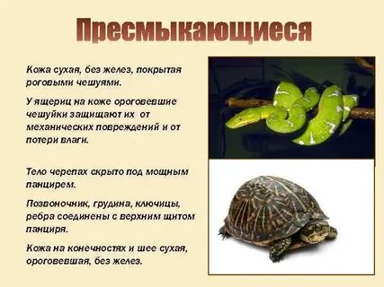 Покров тела черепах