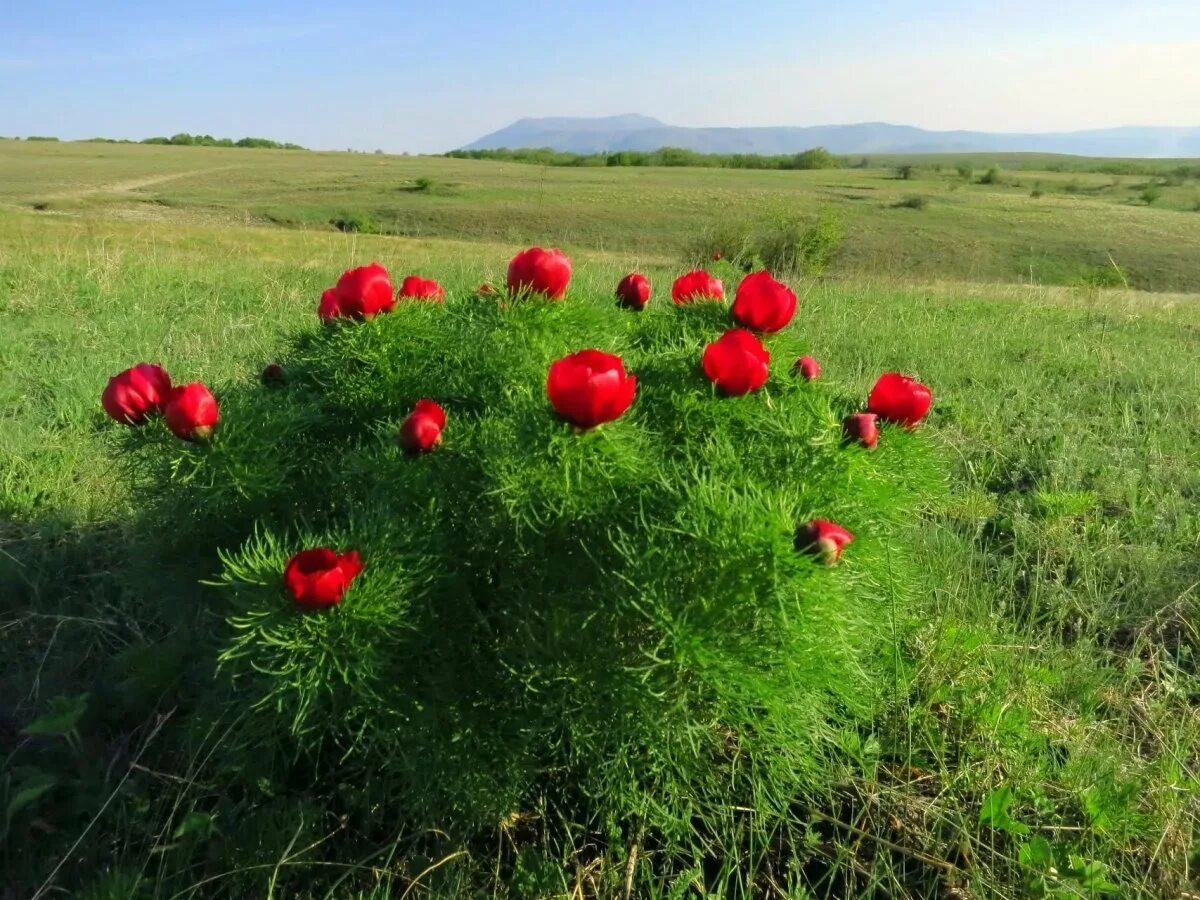 Лазоревая степь содержание