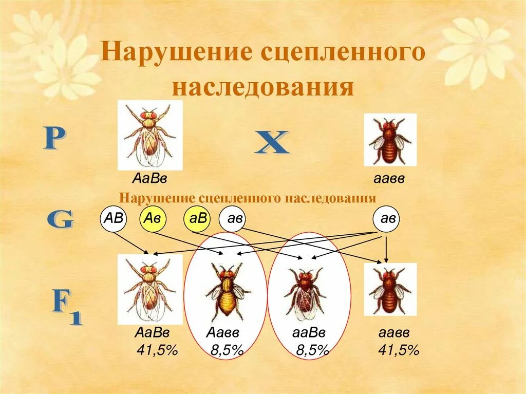 Подтверждена ли цитологическая теория сцепленного наследования. Нарушение сцепленного наследовани. Сцепленное наследование признаков. Цитологические основы сцепленного наследования. Схема сцепленного наследования дрозофила.