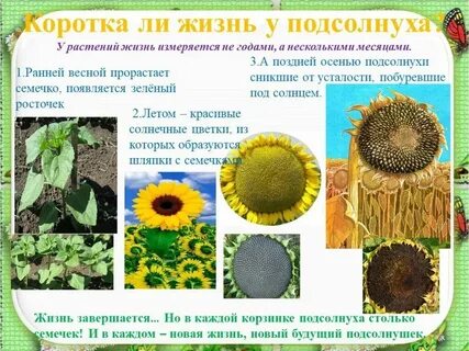 Подсолнечник систематика