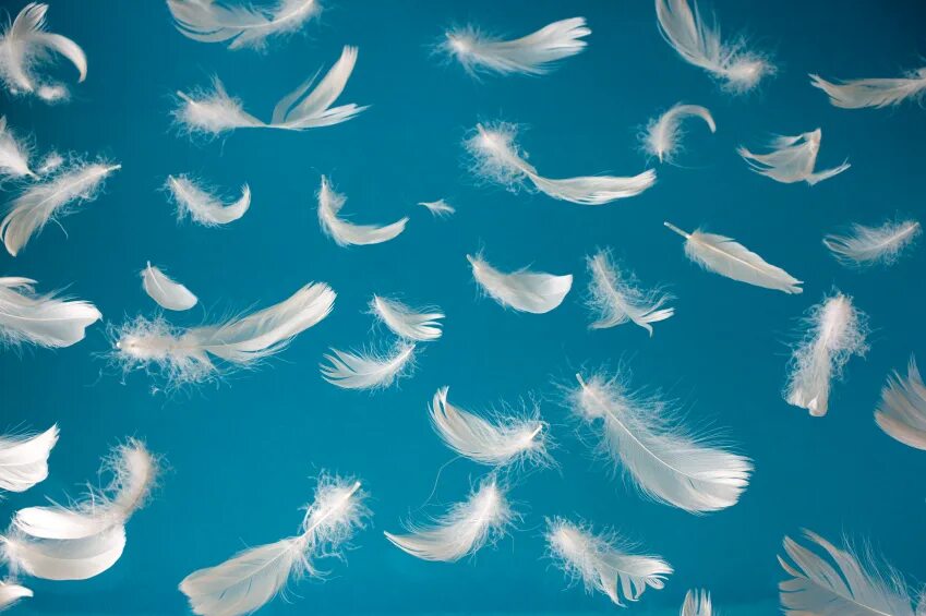 перья в воздухе. падающие перья. летающие перья. перья воздушные. перья летят.
