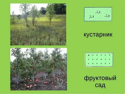 План местности фруктовый сад
