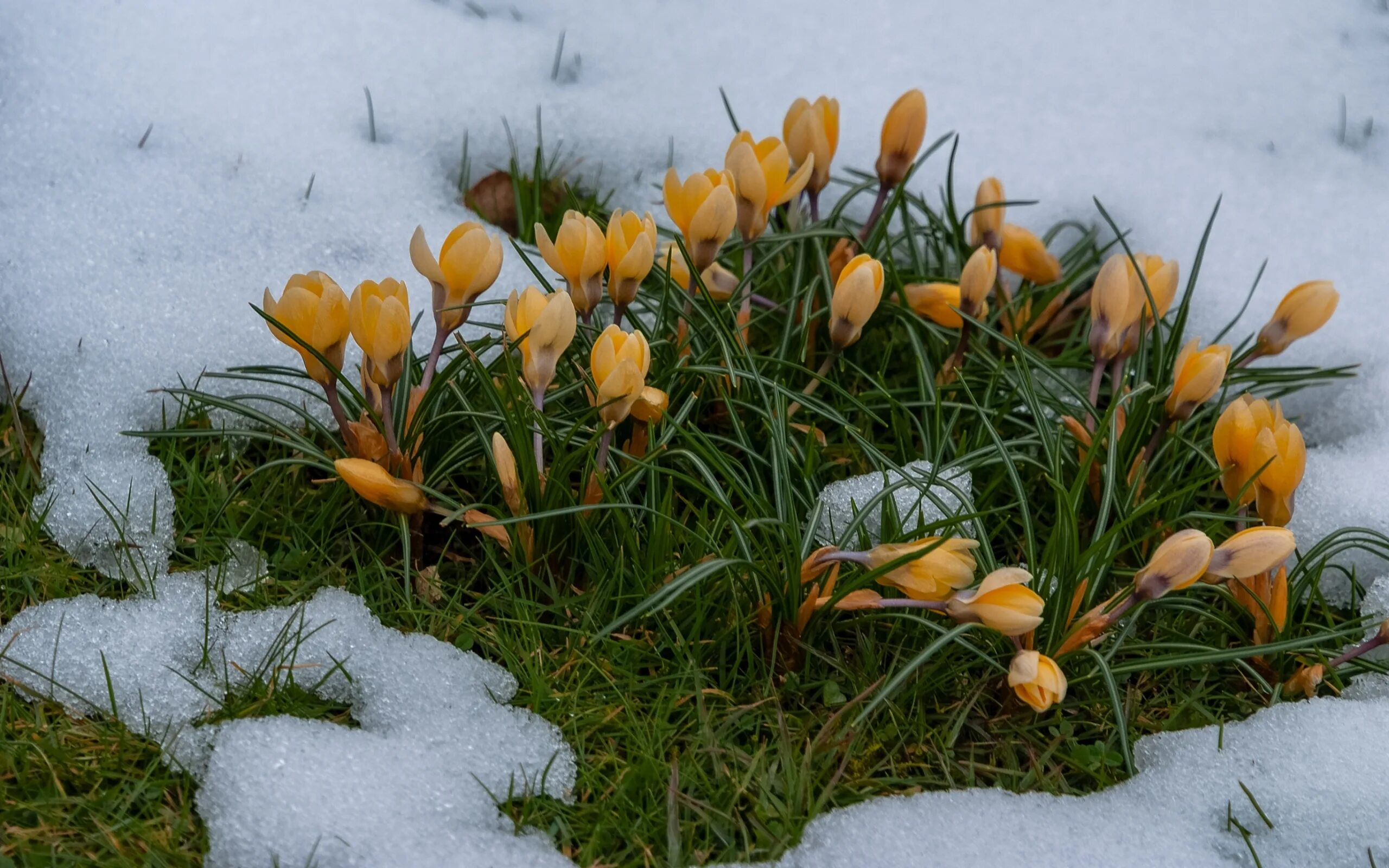 Подснежники ищет. Крокус цветок лесной. Первоцветы крокусы. Найти весенний. Желтые первоцветы крокусы.