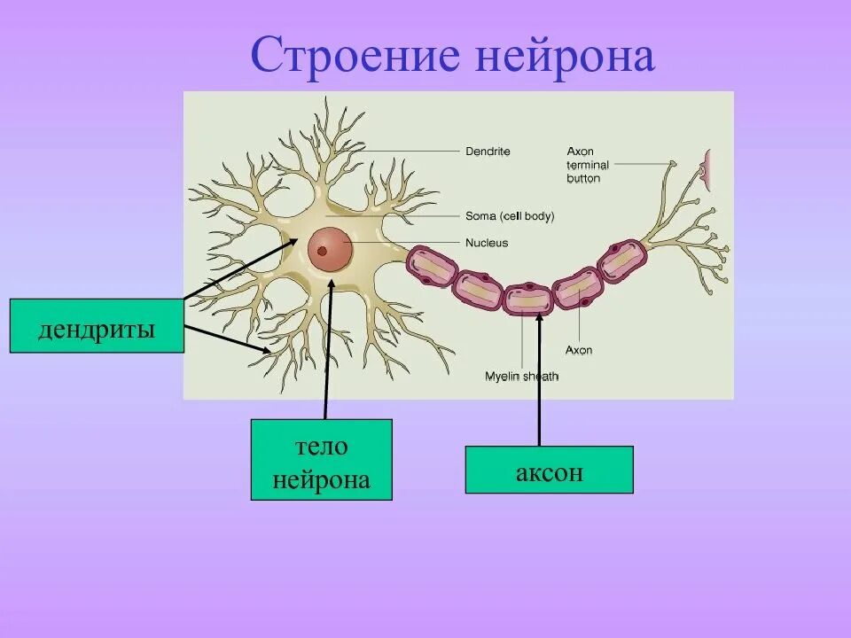 Содержимое аксона
