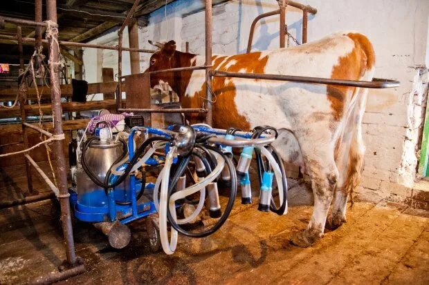 Полученная ферма. Работник фермы. Волгоградская ферма крс. Фермы фермерское хозяйство. Полученная ферма.