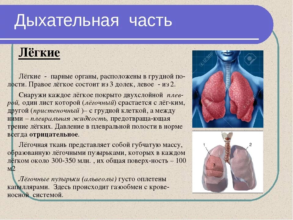 Дыхательная система система биология 8 класс. Информация о легких. Органы дыхания человека легкие. Легкие значение кратко