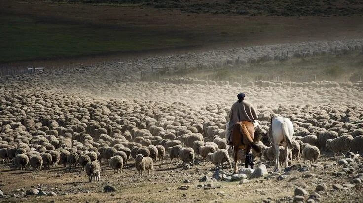 Пастухи гонят стадо. Чабан пастух овец. Стадо овец с пастухом. Пастух с овцами. Чабан пасет овец.