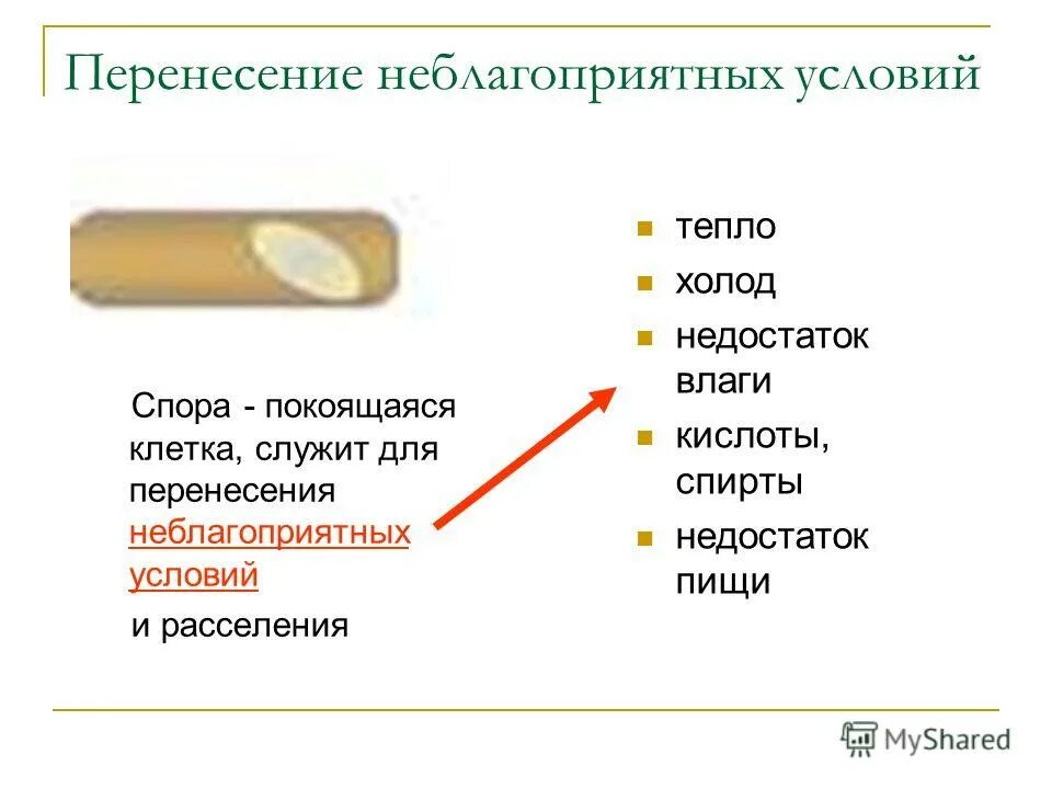 У бактерий при неблагоприятных условиях жизни