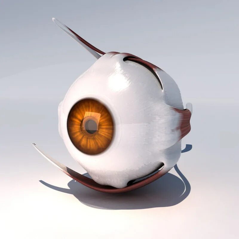 Eye 3d model