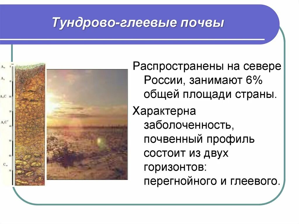 Тундрово глеевые какая природная зона