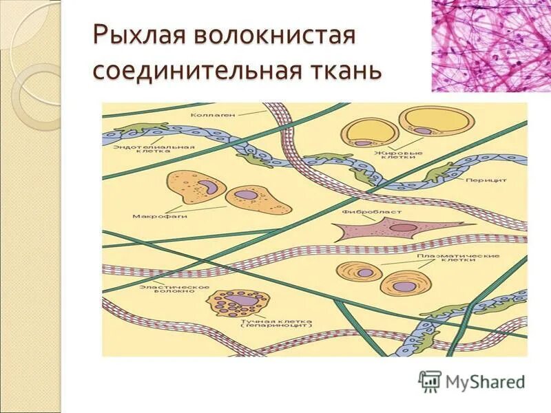 Соединения с помощью соединительной ткани. Соединительные ткани рыхлая волокнистая соединительная ткань. рыхлая волокнистая соединительная ткань. соединительная ткань рыхлая соединительная ткань. рыхлая волокнистая неоформленная соединительная ткань рисунок.