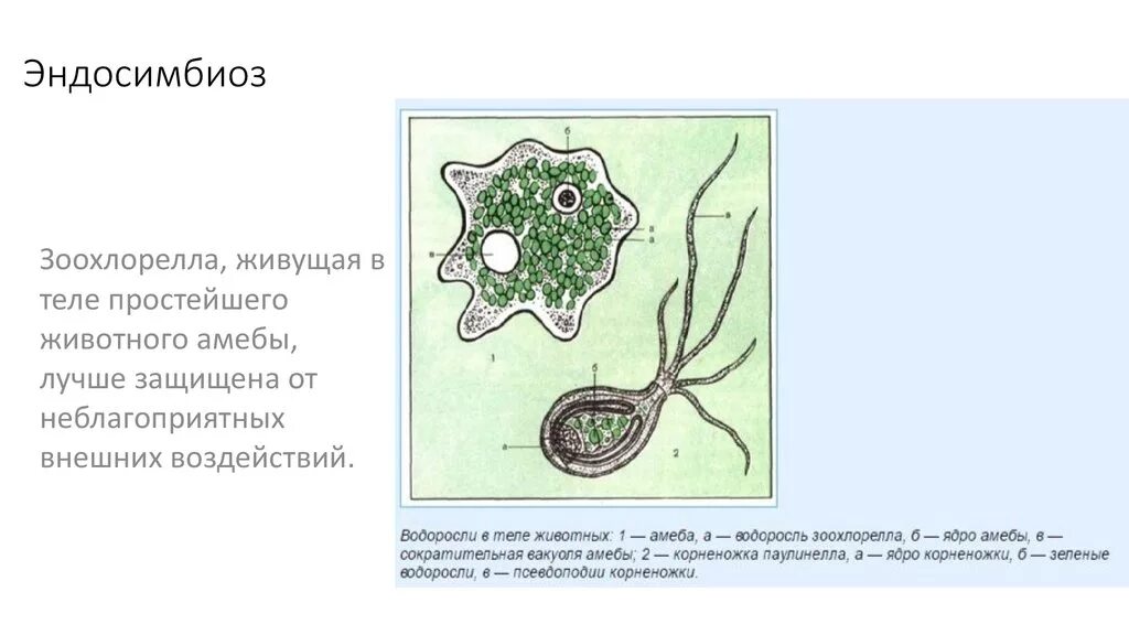 Каким способом осуществляется поглощение амебой клеток водорослей. Зоохлорелла и амеба. Зоохлорелла и амеба водоросль. Эндосимбиоз. Простейшие водоросли.