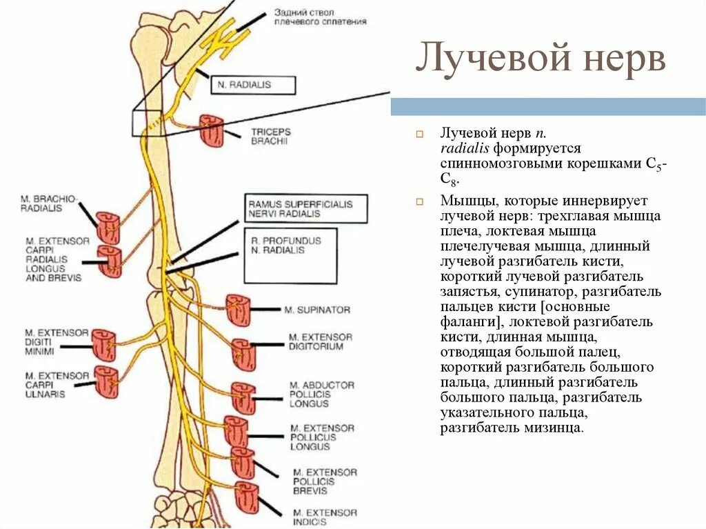 Приводящий нерв. Лучевой нерв иннервирует мышцы. иннервация лучевого нерва. топография лучевого нерва. лучевой нерв с6.