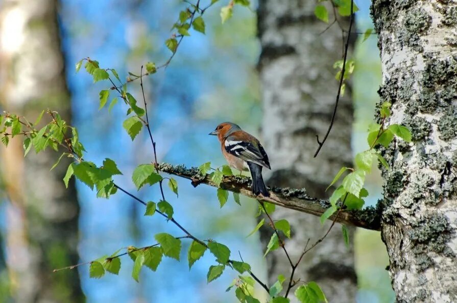 Весенние птички. Птицы в весеннем лесу. Птички в весеннем лесу. Зарянка малиновка мухолов. Птицы весной в лесу.