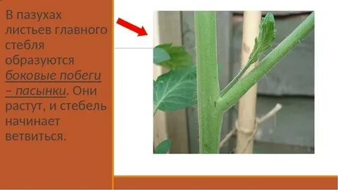 После какого листа