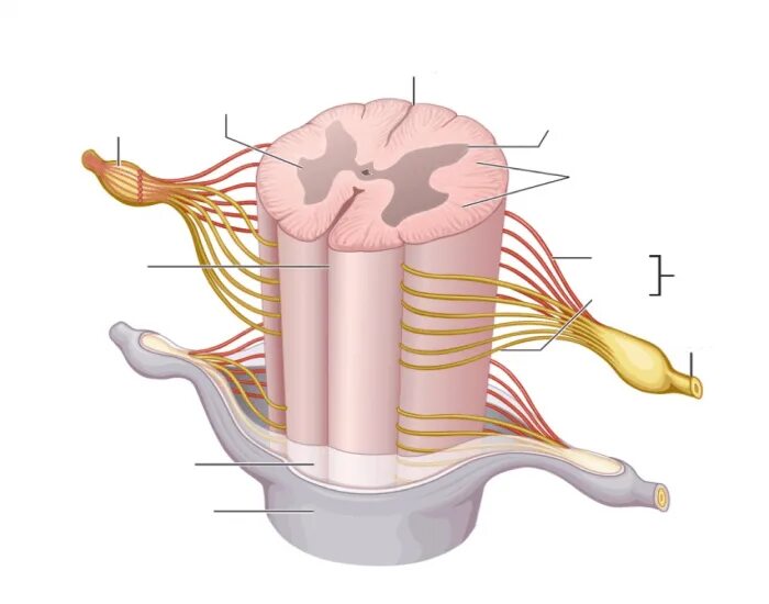 Строение спинного мозга. Спинной мозг анатомия. Строение спинного мозга 3д. Связь спинного мозга с головным.