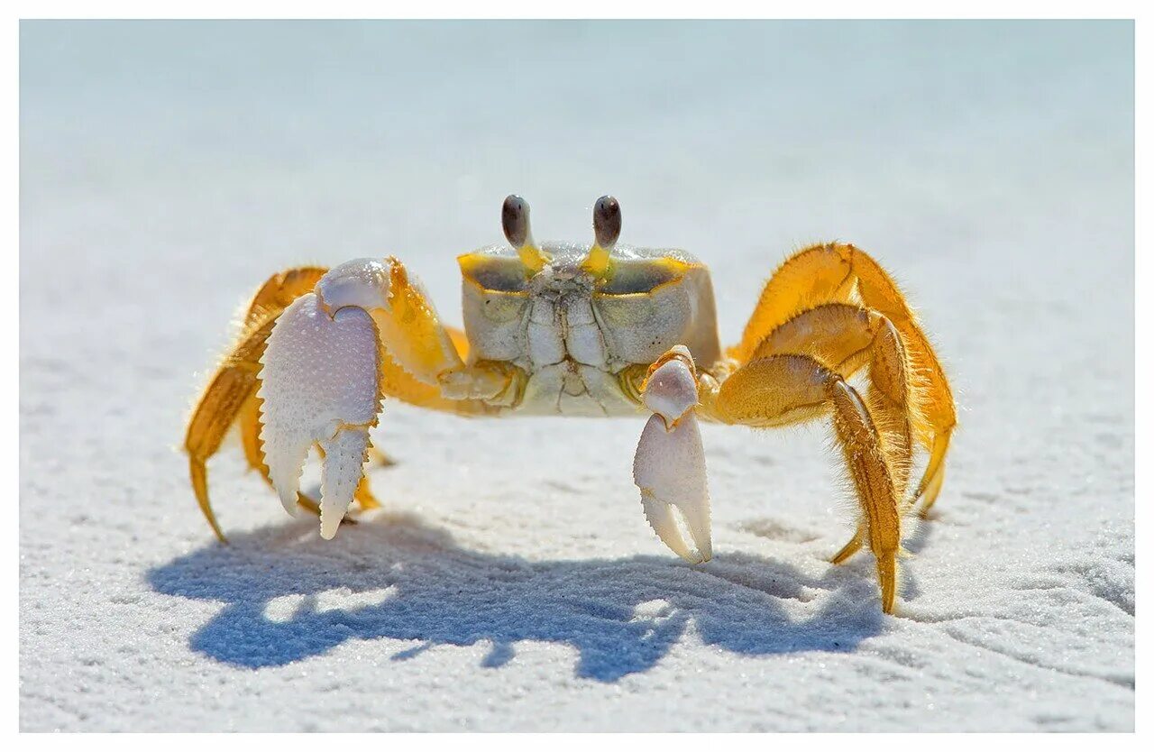 Краб призрак. Краб-привидение ocypode quadrata. Атлантический краб призрак. Краб привидение. Краб призрак.