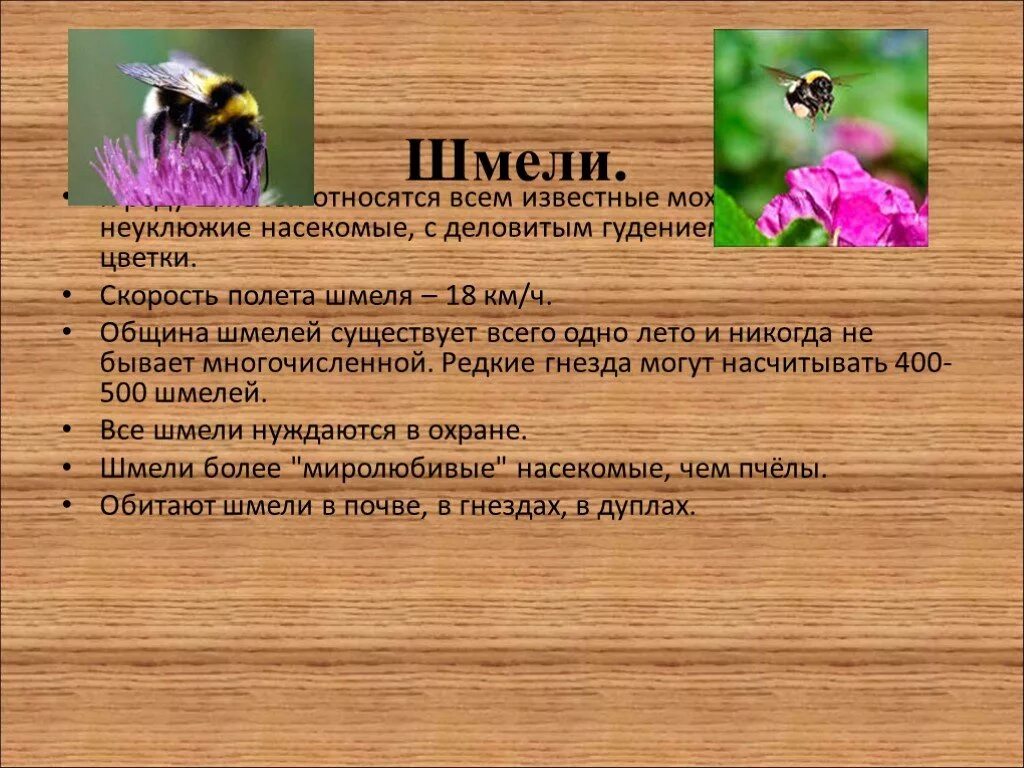 План о пчелах осах и шмелях 2 класс окружающий мир. Интересные сведения о шмелях. Информация о пчёлах и шмелях. Факты о осах пчелах и шмелях. Информация о шмелях 2 класс