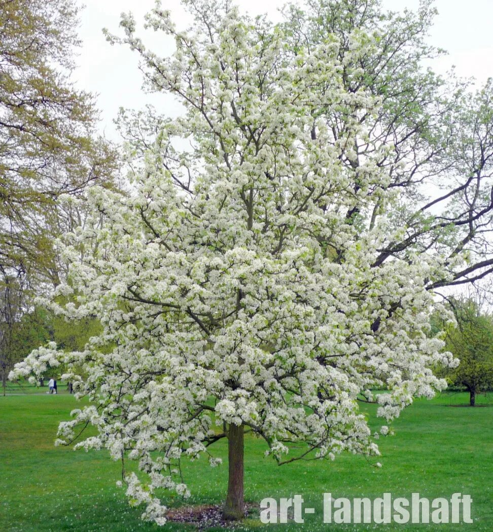 Cleveland Flowering Pear Tree Flowering pear tree, Flowering trees, Bradford pea
