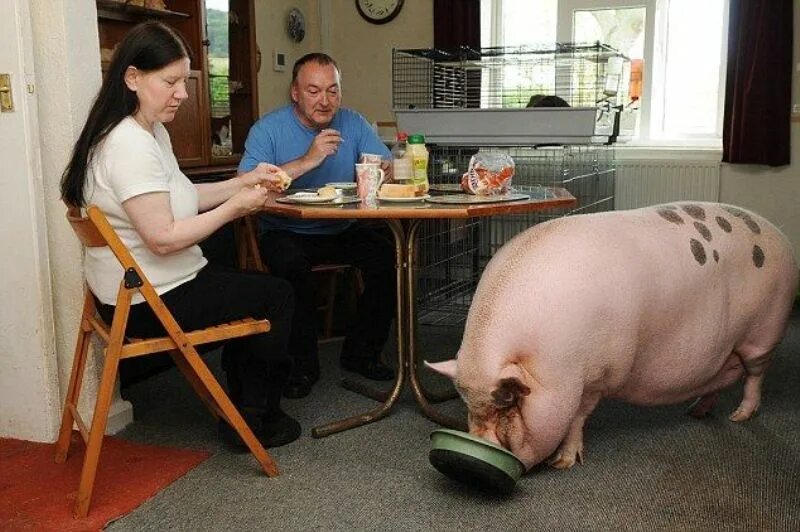 Есть ли мини. Свинья в квартире. Огромная домашняя свинья. Домашние свиньи в квартире. Домашняя свинья в квартире.