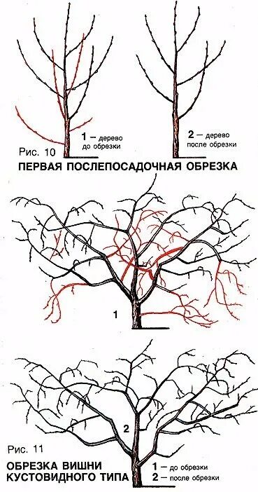 Как правильно посадить вишню шоколадницу