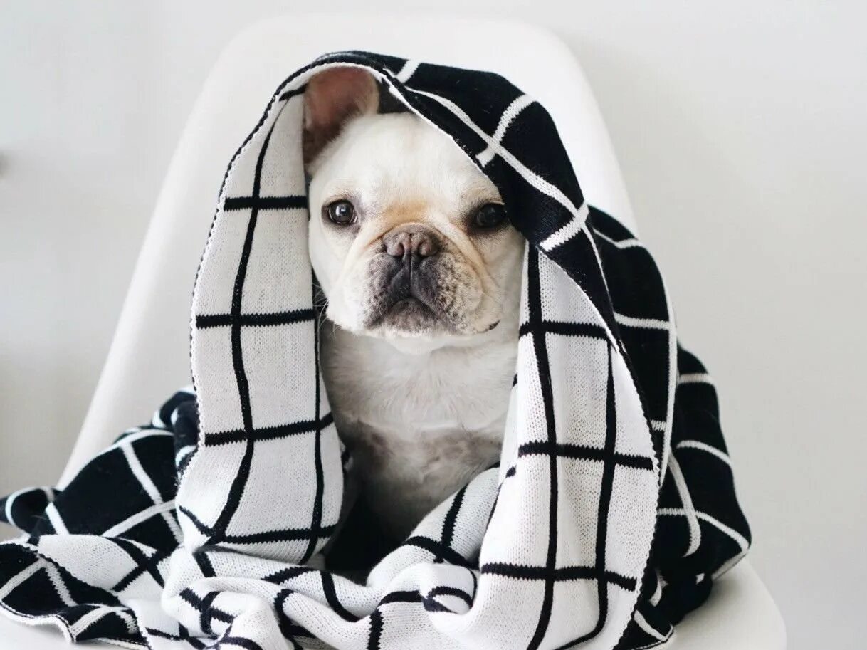 Собака дрожит дома. Собака в одеяле. Мопс в одеяле. Собака в пледе. Мопс в пледе.