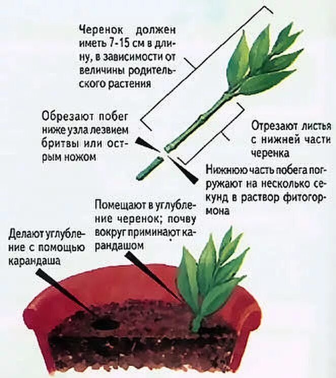 Размножение при помощи листа. Размножение растений черенкованием. альстромерия размножить черенками. размножение растений черенками схема. размножение альстромерии черенками.