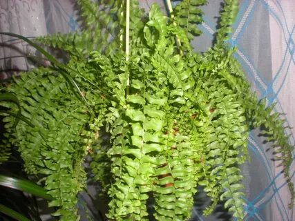 Комнатный папоротник сохнут листья что делать